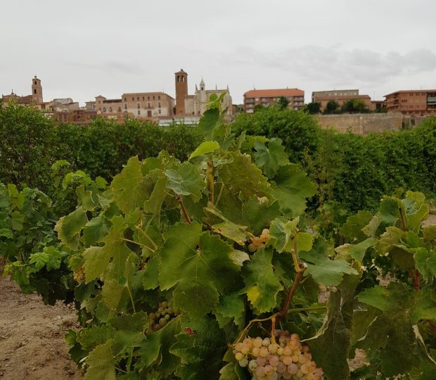 tordeVino